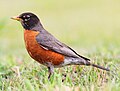 Turdus migratorius