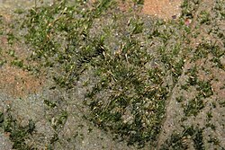 Campylostelium saxicola