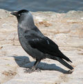 slika 4. Corvus monedula