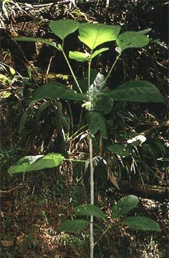 M. speciosa