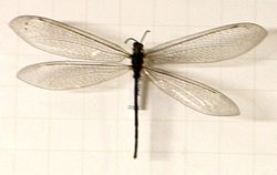 Myrmeleon formicarius