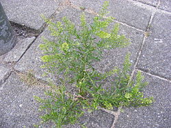 L. ruderale, smrdljiva grbica