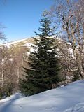 Abies alba