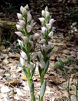 Cephalanthera cucullata