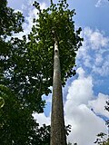 Palaquium obovatum
