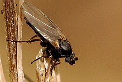Anevrina urbana, porodica Phoridae.