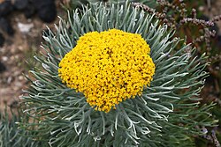 Phymaspermum acerosum