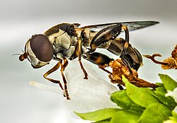 Syritta pipiens