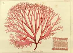 Tsengia feredayae (sin. Nemastoma feredayae)