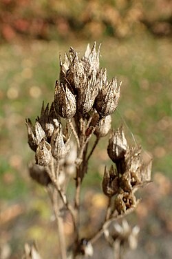 Polemonium kiushianum, azijska trajnica.