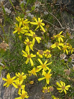 Senecio platensis