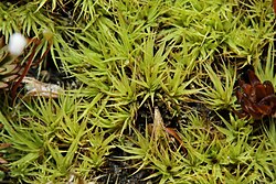 Bartramia ithyphylla