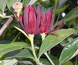 Calycanthus floridus