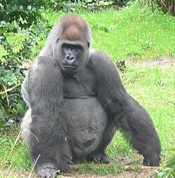 Mužjak zapadnog nizinskog gorile (G. g. gorilla)