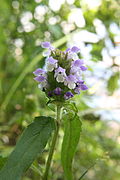 Prunella vulgaris