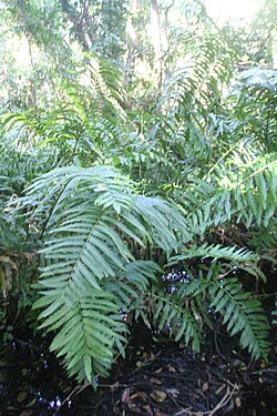 Acrostichum danaeifolium