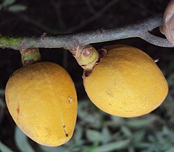Myristica dactyloides