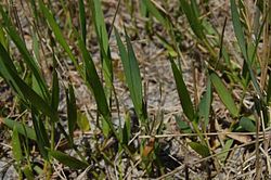 Amphicarpum muehlenbergianum