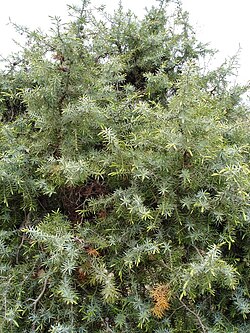 Juniperus oxycedrus u južnoj Francuskoj