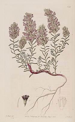 C. monspeliensis, ilustracija