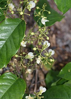 Airyantha schweinfurthii