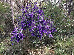Hovea elliptica