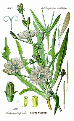 Ilustracija dijelova cikorije (Cichorium intybus)