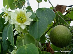 Cvijet, listovi i plod.