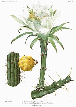 Harrisia gracilis i Harrisia martinii