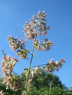 Dactylis glomerata