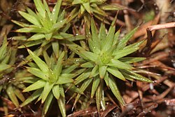 Polytrichum juniperinum