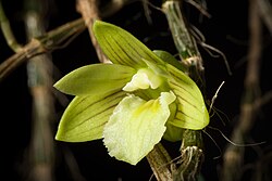 Dendrobium reypimentelii