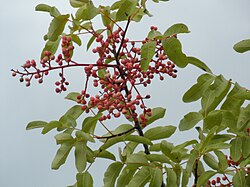 Pistacia terebinthus
