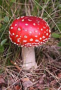 Amanita muscaria