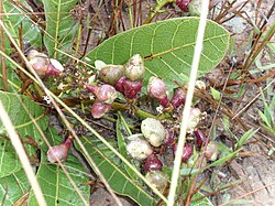 Anacardium humile