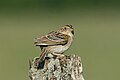 slika 7. Ammodramus savannarum