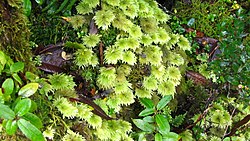 Hypopterygium arbuscula