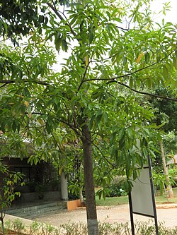 Elaeocarpus ganitrus