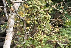 Sterculia tragacantha