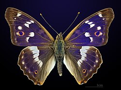 ♂ Apatura ilia