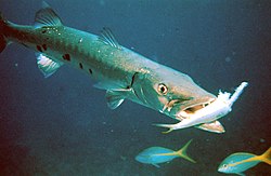 Velika barakuda (lat. Sphyraena barracuda)