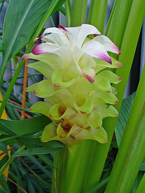 Datoteka:Curcuma longa 001.JPG