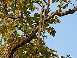 R. xylocarpa