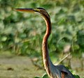 Ardea purpurea