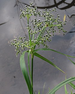 Scirpus sylvaticus