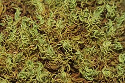 Tortella inclinata, porodice Pottiaceae