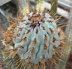 Browningia hertlingiana