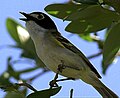 slika 1a. Vireo atricapilla (pjev mužjaka; Kerrville, Teksas)