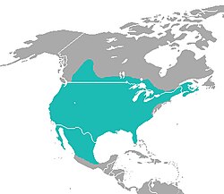 Rasprostranjenost crvenog risa