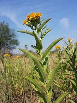 Pentanema germanicum (sin. Inula germanica)